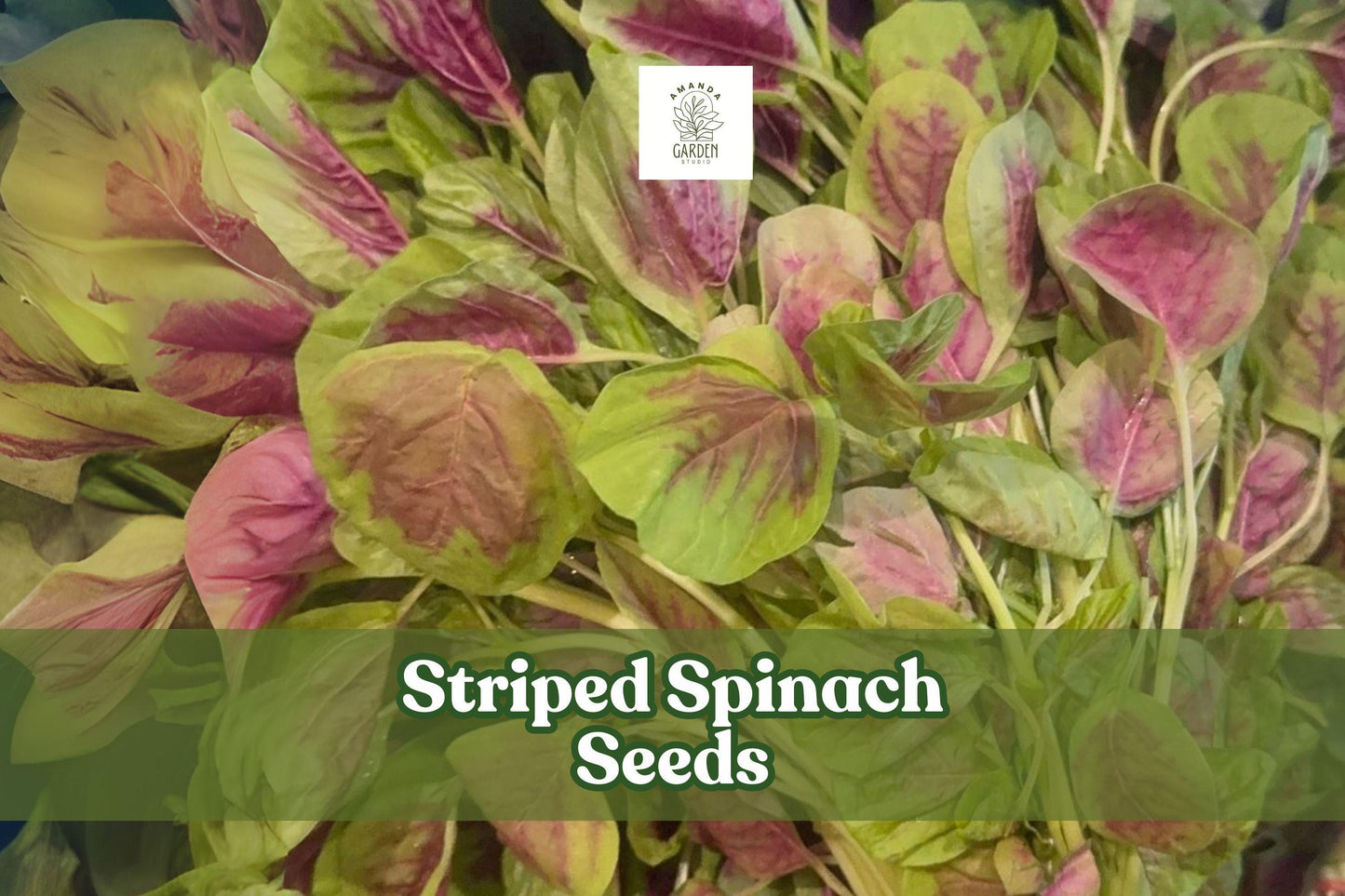 500 Striped Spinach Seeds – Yin Cho Callaloo – Nutritious Leafy Green – Amaranthus spp. for Home Garden and Cooking