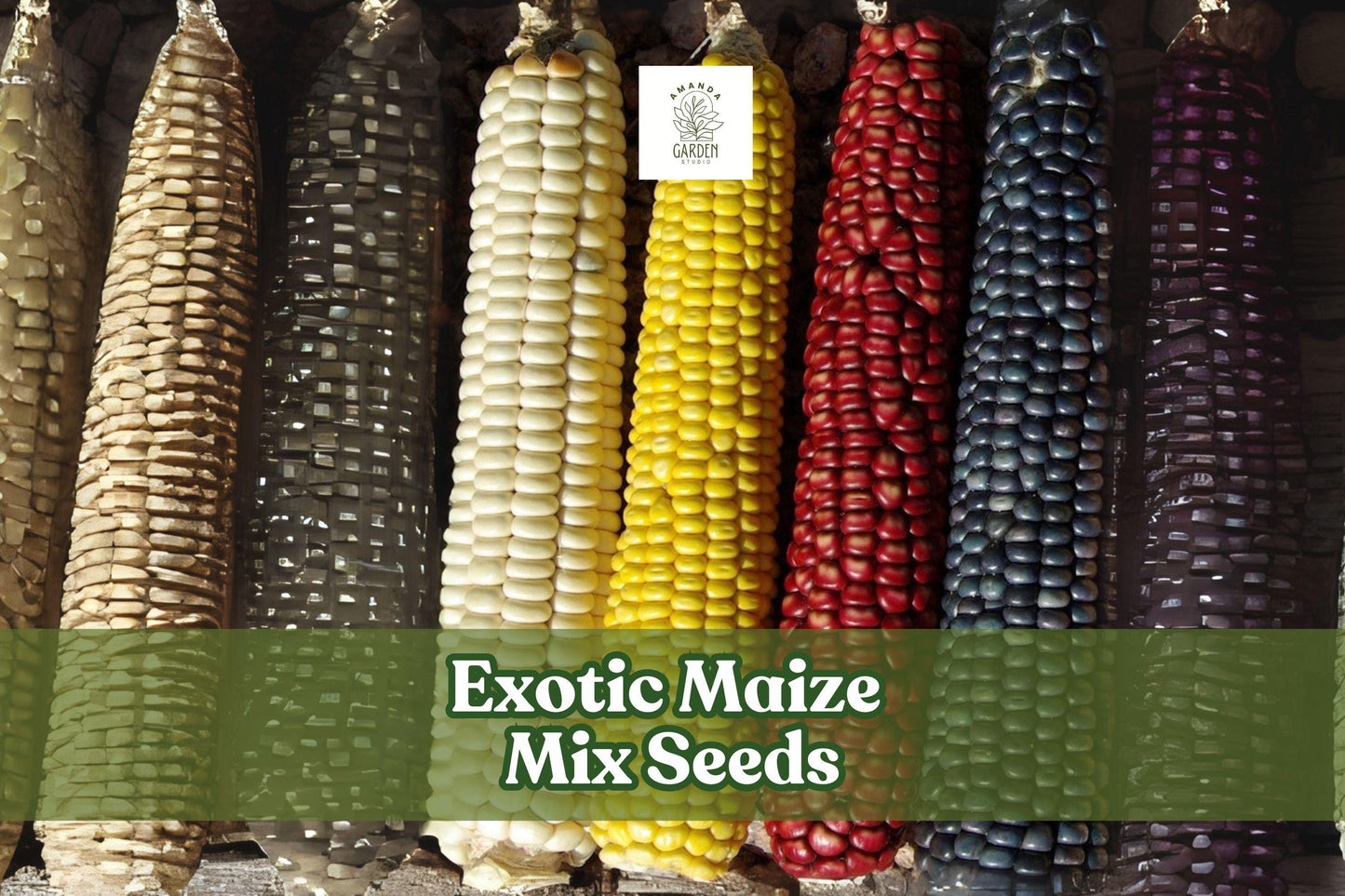 Exotic Maize Mix Seeds – Multicolor Corn Varieties – Blue, Red, White & Yellow Kernels – Zea mays