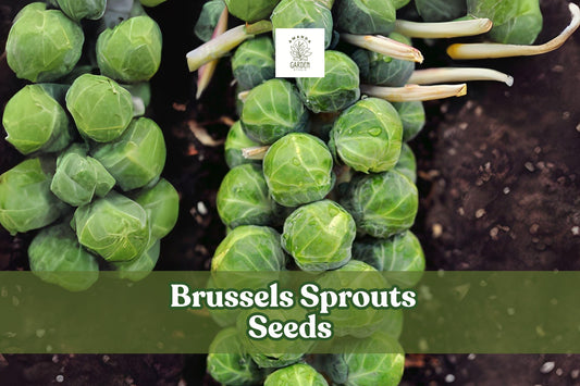 Heirloom Brussels Sprouts Seeds – 250+ Green Compact Vegetables for Fall & Winter Harvest Brassica oleracea