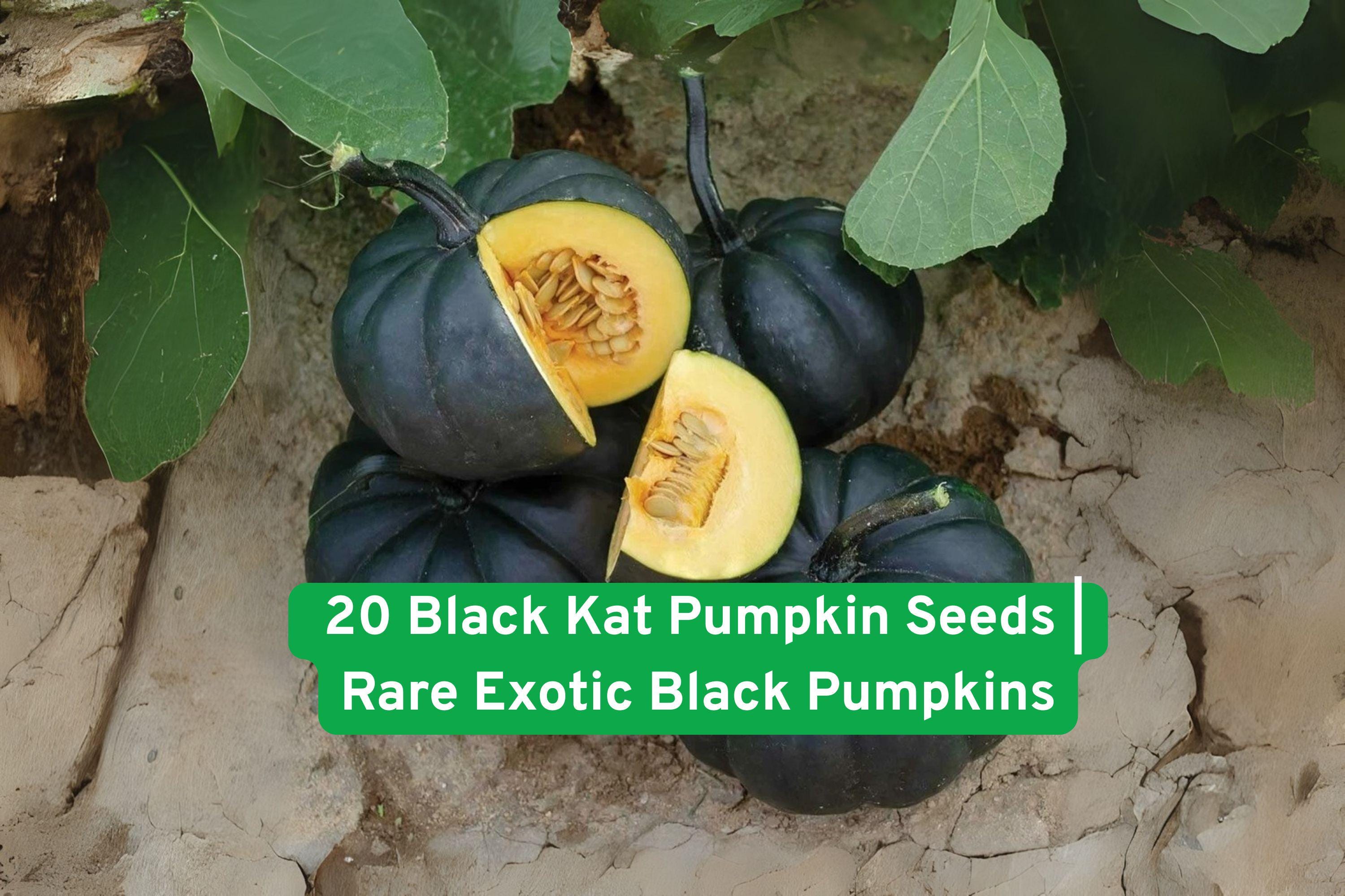 Black Kat Pumpkin Seeds - Exotic Non-GMO Garden Vegetable for Fall Decor & Cooking, 20 Seeds