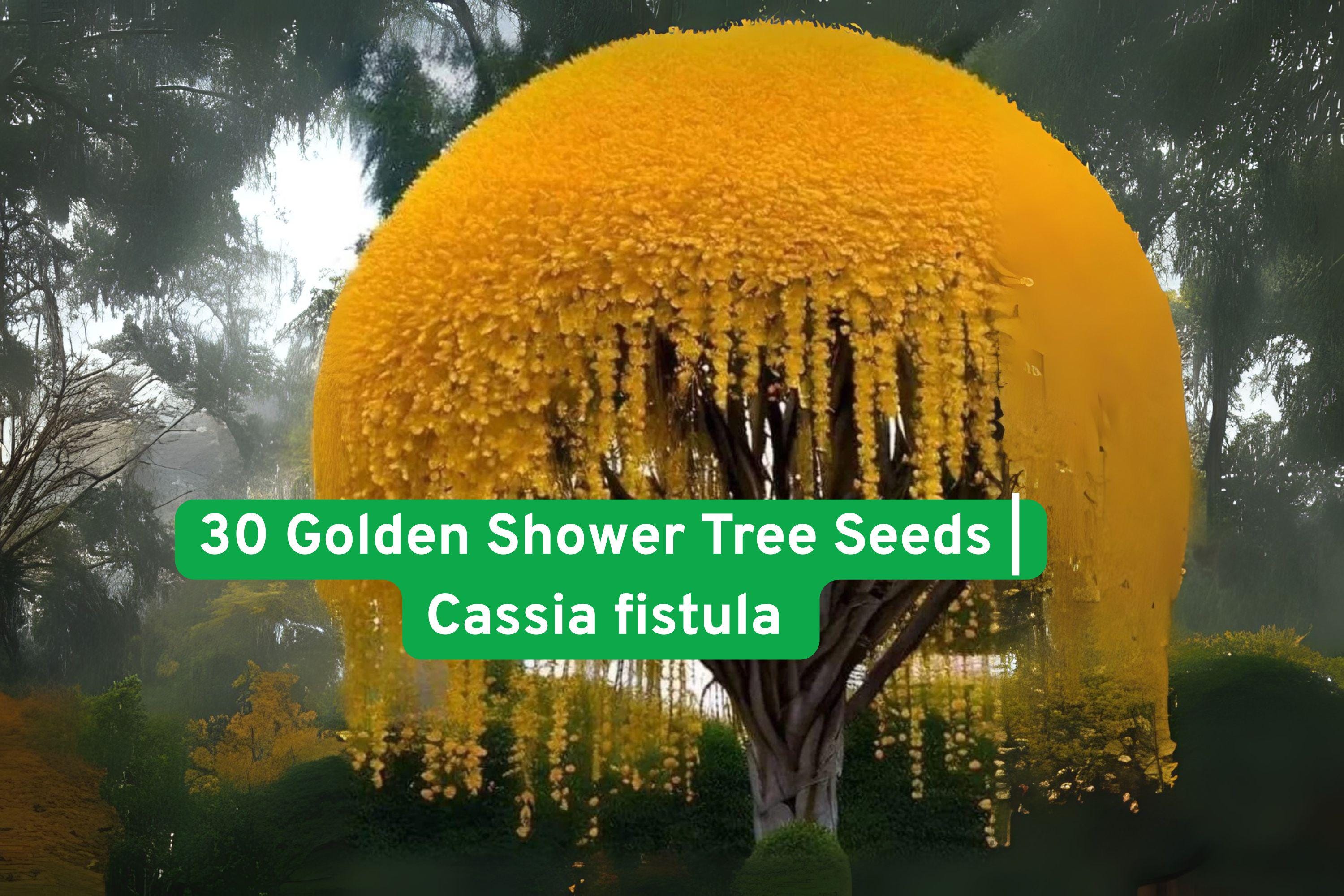 Golden Shower Tree Seeds, Cassia Fistula, Yellow Flowering Ornamental Tree, Tropical Garden Planting Seeds, Non-GMO, 30 Seeds