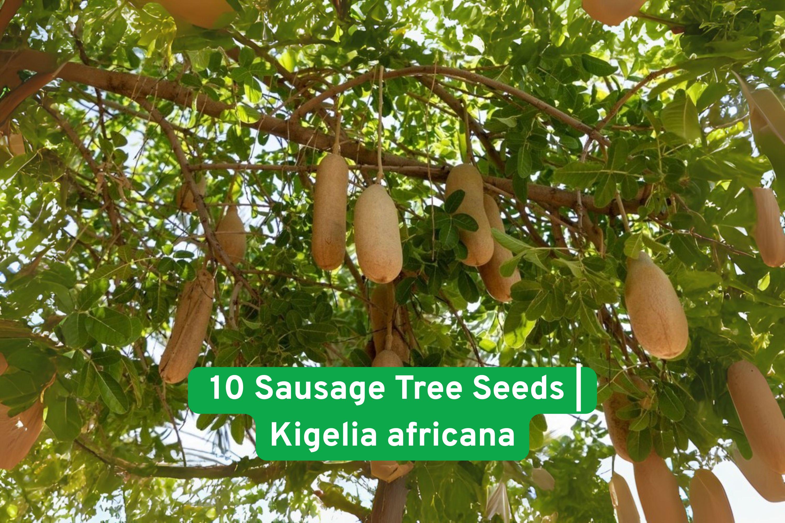 Sausage Tree Seeds, Kigelia africana, Exotic African Ornamental Tree, 10 Fresh Non-GMO Seeds for Planting