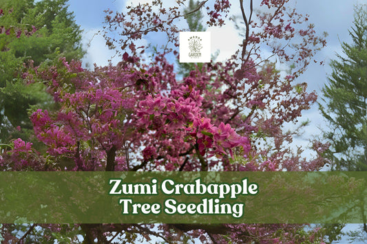 Zumi Crabapple Tree Seedling with Pink White Blossoms, Ornamental Malus zumi, Hardy Landscape Tree for Gardens and Landscaping