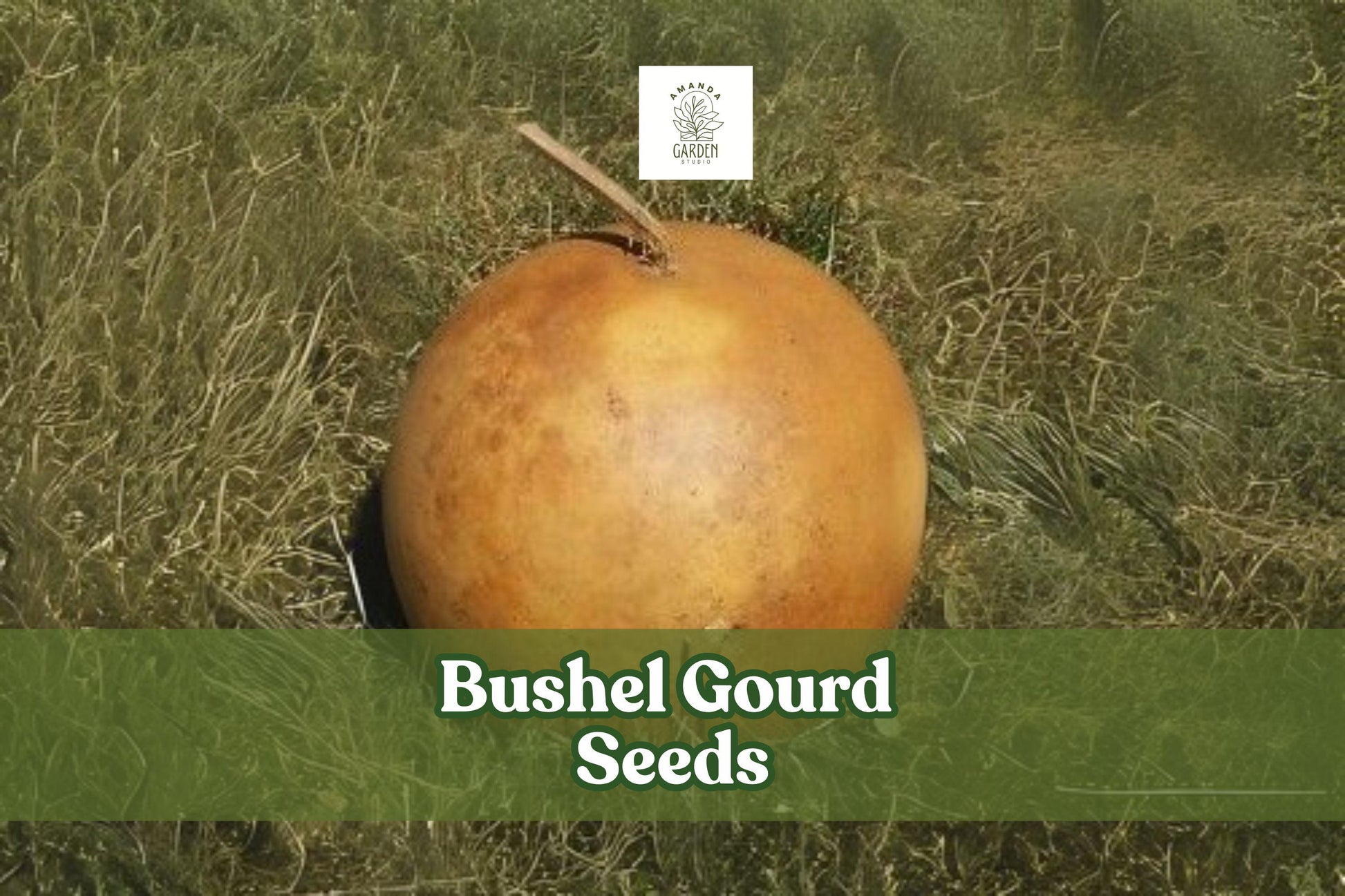 10 Bushel Gourd Seeds – Lagenaria siceraria Giant Round Ornamental Gourds for Crafts & Decoration