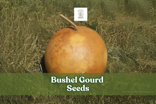 10 Bushel Gourd Seeds – Lagenaria siceraria Giant Round Ornamental Gourds for Crafts & Decoration