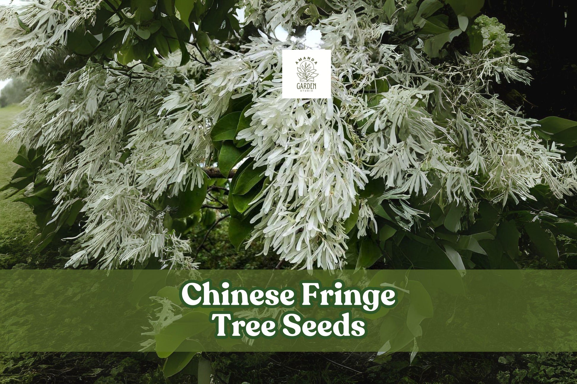 Chinese Fringe Tree Seeds, Ornamental Landscaping Tree, Showy White Flowers, Chionanthus retusus, 10 Seeds