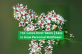 100 Calico Aster Wildflower Seeds | Perennial Pollinator-Friendly Garden Flowers | Easy to Grow, Non-GMO, Iowa Hand-Packed
