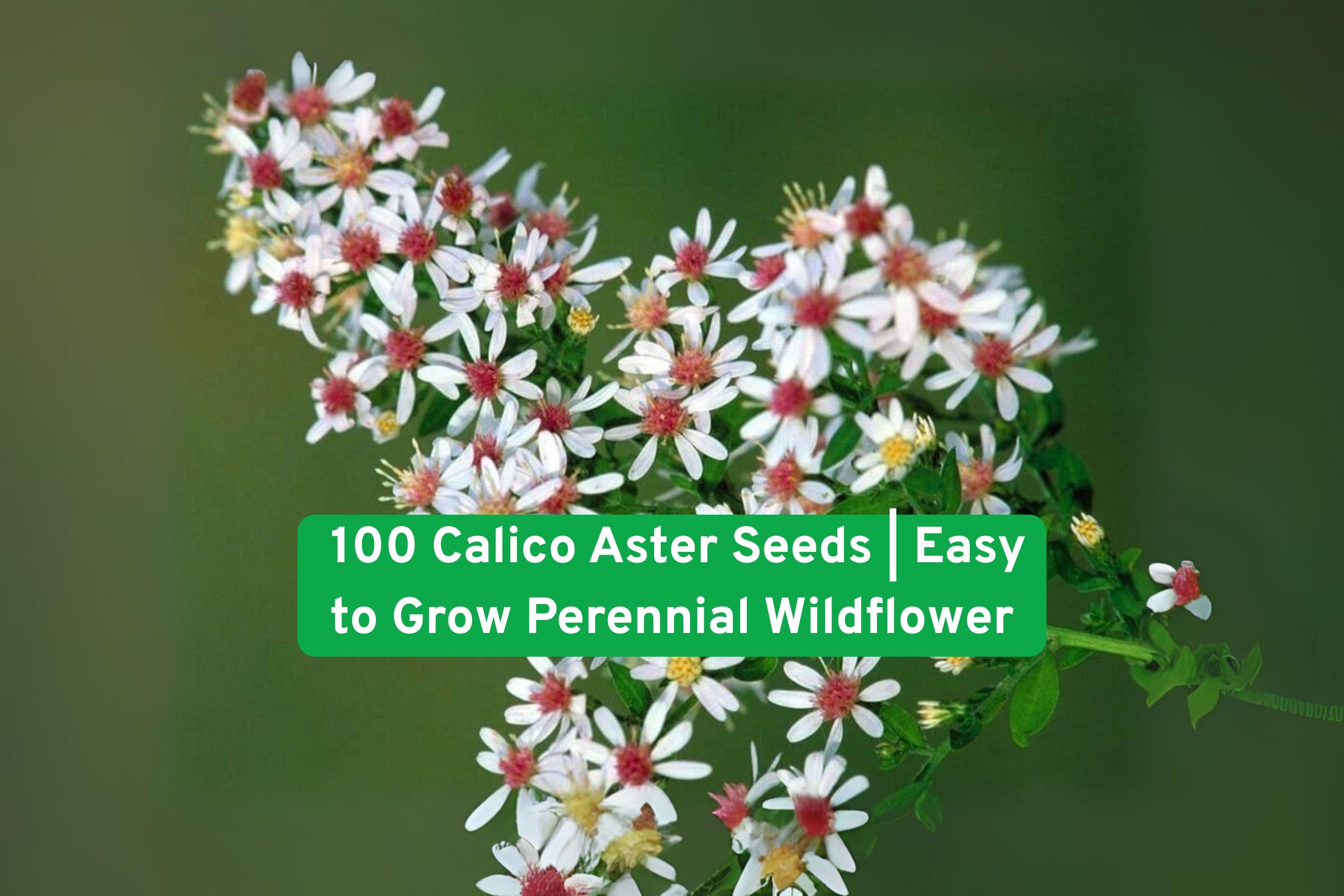 100 Calico Aster Wildflower Seeds | Perennial Pollinator-Friendly Garden Flowers | Easy to Grow, Non-GMO, Iowa Hand-Packed