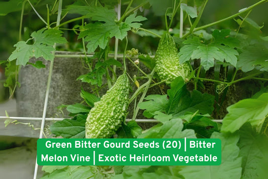 Green Bitter Gourd Seeds, Exotic Heirloom Vegetable, Non-GMO, Bitter Melon, 20 Seeds