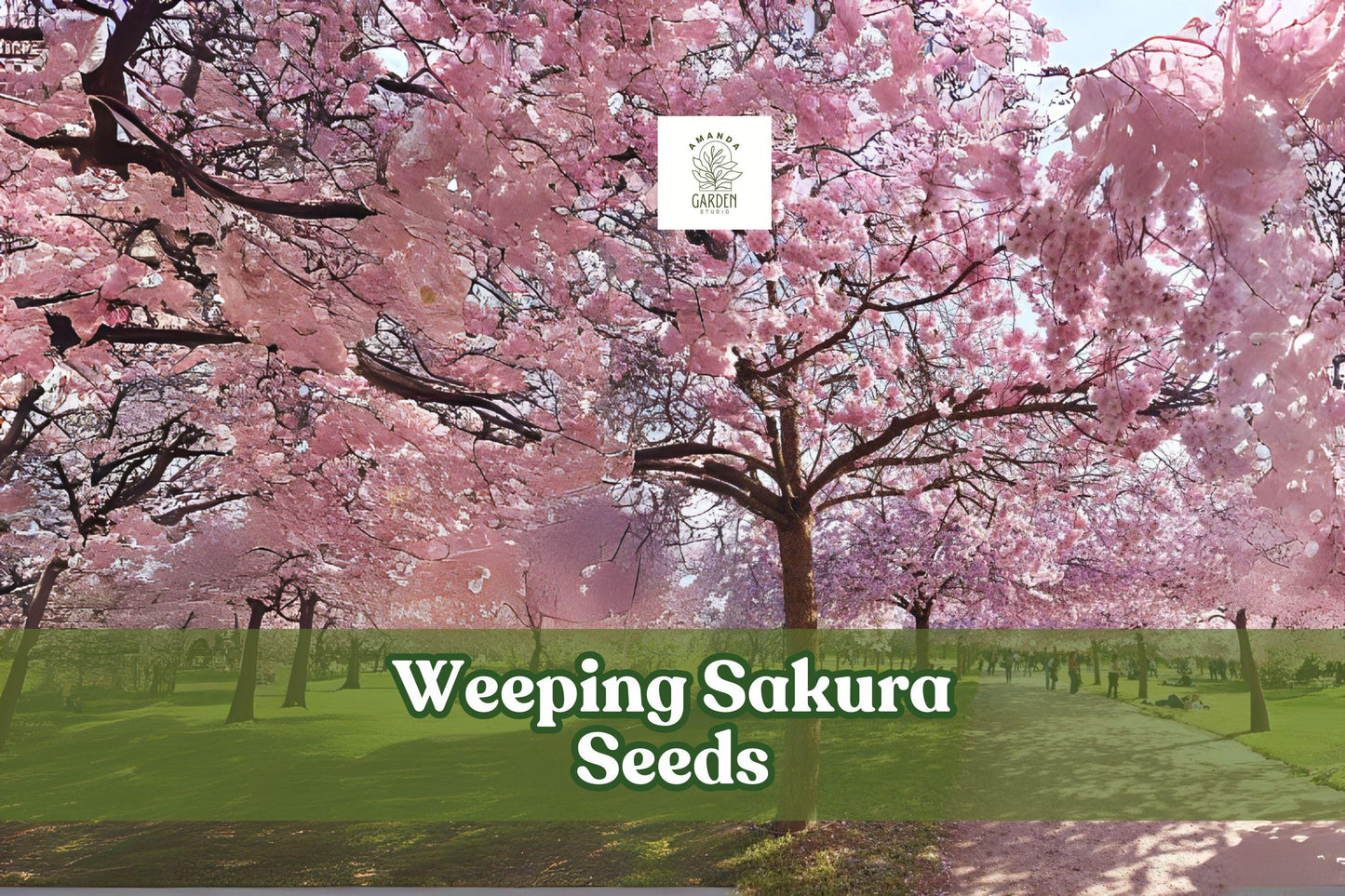 Weeping Cherry Blossom Seeds, Pink Sakura Tree for Bonsai & Garden, Prunus sp. Flowering Tree, Ornamental Pink Blooms