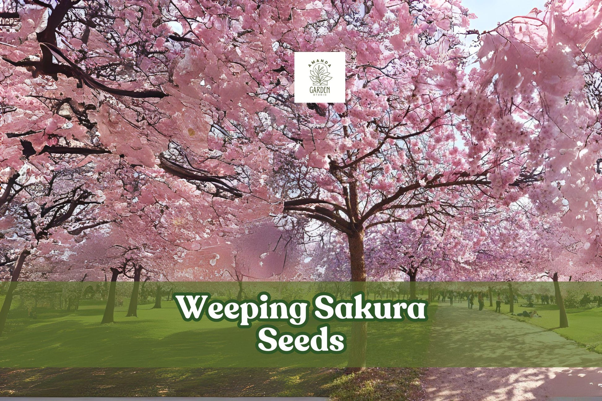 Weeping Cherry Blossom Seeds, Pink Sakura Tree for Bonsai & Garden, Prunus sp. Flowering Tree, Ornamental Pink Blooms