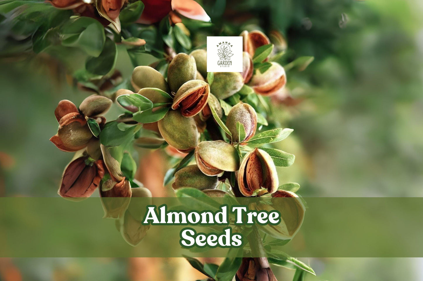 Almond Tree Seeds, Prunus dulcis, Flowering & Fruiting, Pink-White Blossoms, Bonsai & Orchard Potential, 20 Fresh Seeds