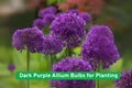 Dark Purple Allium Bulbs – Perennial Flowering Bulbs for Borders, Beds & Containers – Allium spp.