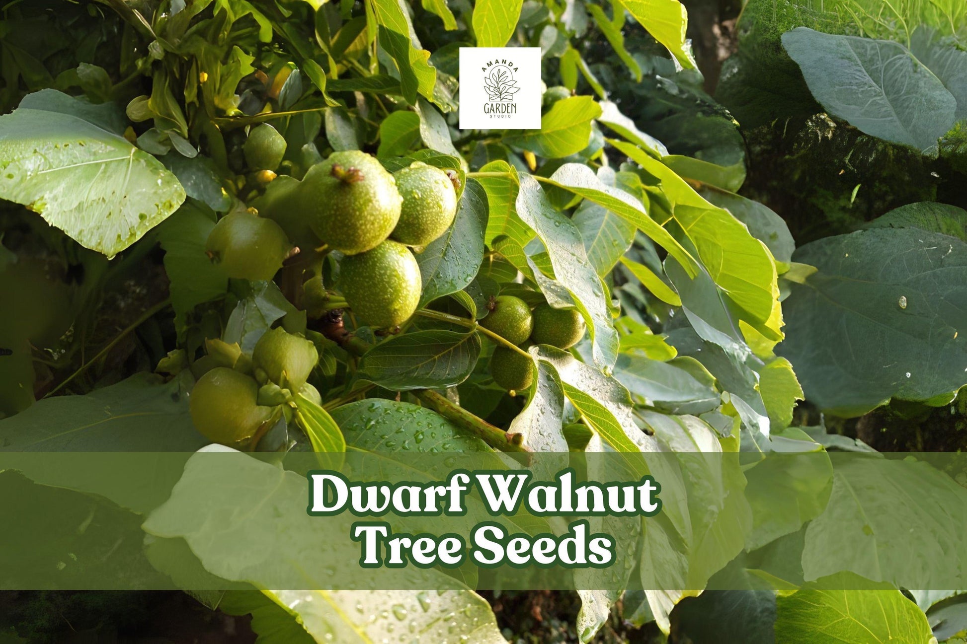 Dwarf Walnut Tree Seeds Juglans regia Edible Nuts Hardy Shade Tree for Garden & Orchard