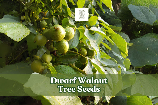 Dwarf Walnut Tree Seeds Juglans regia Edible Nuts Hardy Shade Tree for Garden & Orchard