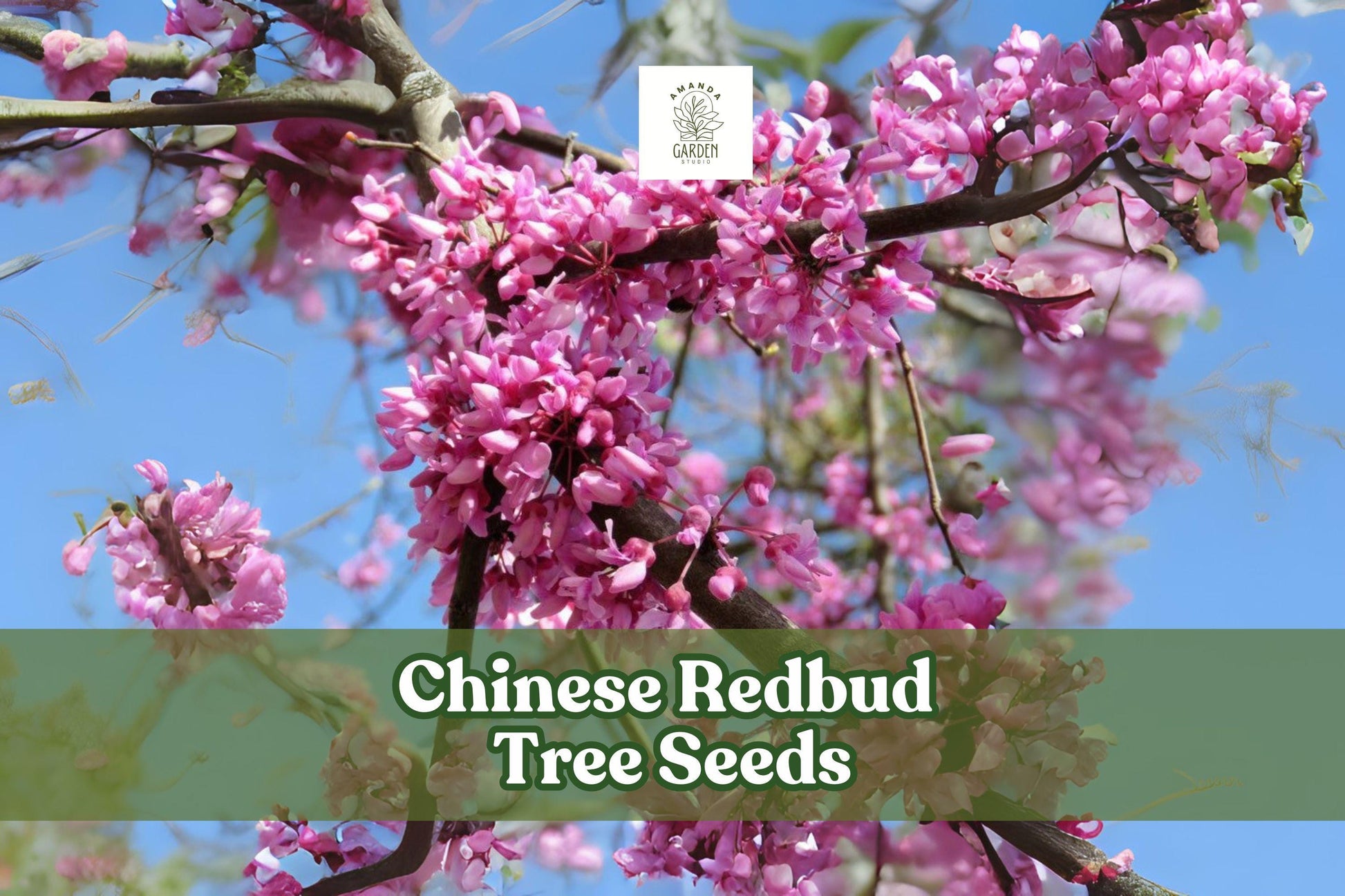 Chinese Redbud Tree Seeds – Ornamental Pink-Purple Blooms, Cercis chinensis, Easy to Grow, Garden & Landscape Planting
