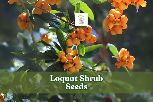 Loquat Seeds – Eriobotrya japonica – Fruit-Bearing Evergreen Shrub for Tropical Gardens