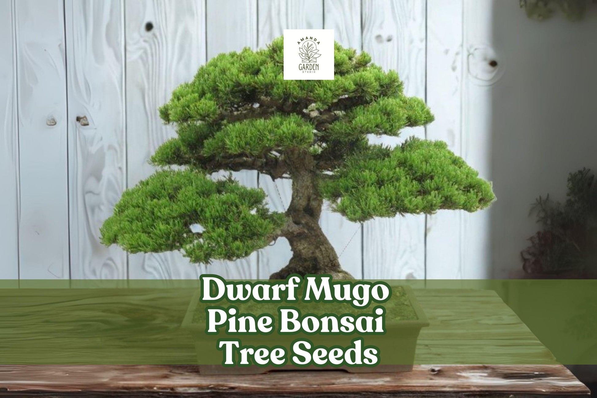Dwarf Mugo Pine Bonsai Seeds – Hardy Evergreen Pinus mugo pumilio for Miniature Landscapes & Rock Gardens