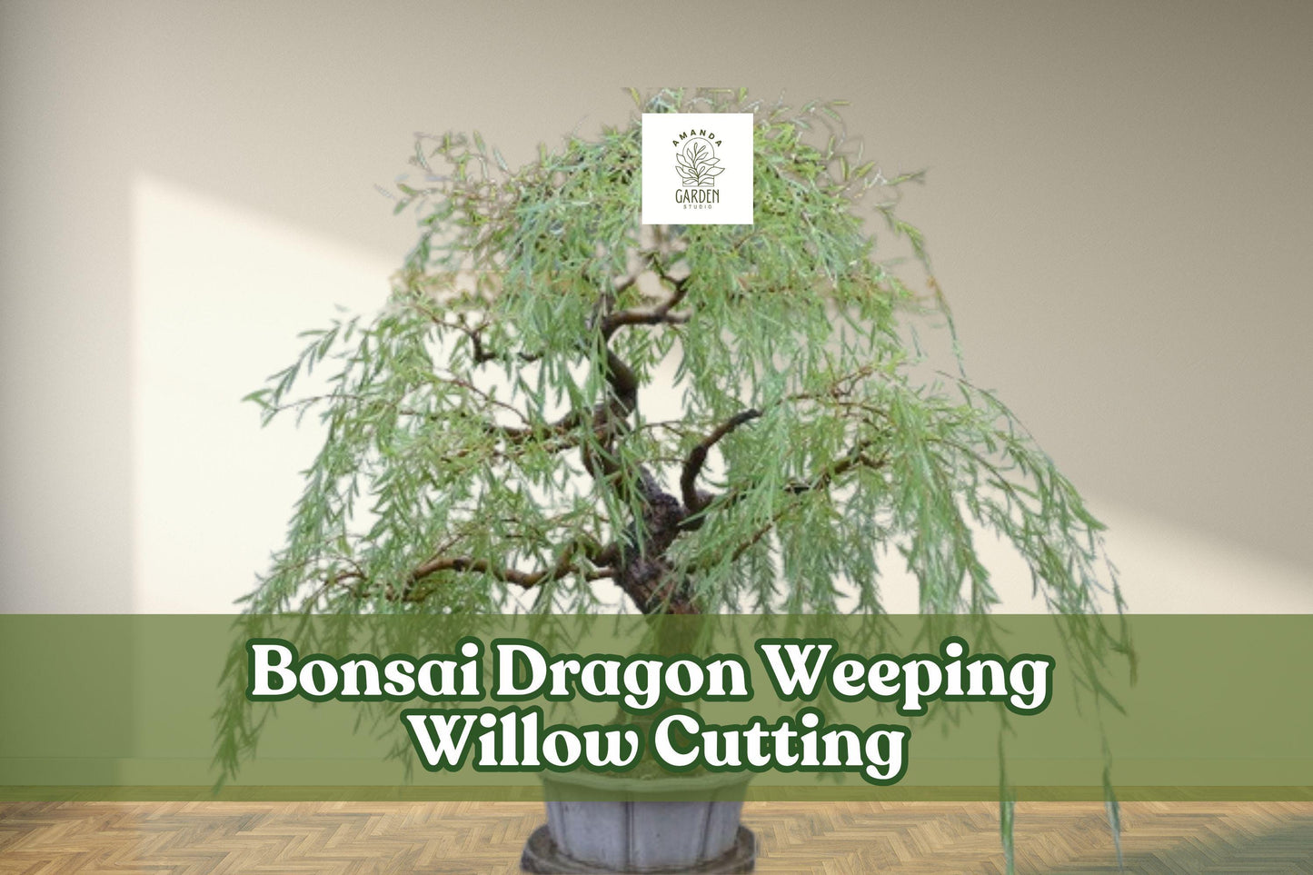 Dragon Weeping Willow Bonsai Cutting – Thick Trunk Starter, Salix babylonica, Fast-Growing, Indoor/Outdoor, Beginner Friendly