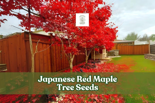 Japanese Red Maple Tree Seeds - Ornamental Bonsai & Landscape Accent, Acer palmatum, Red Foliage, 30 Seeds