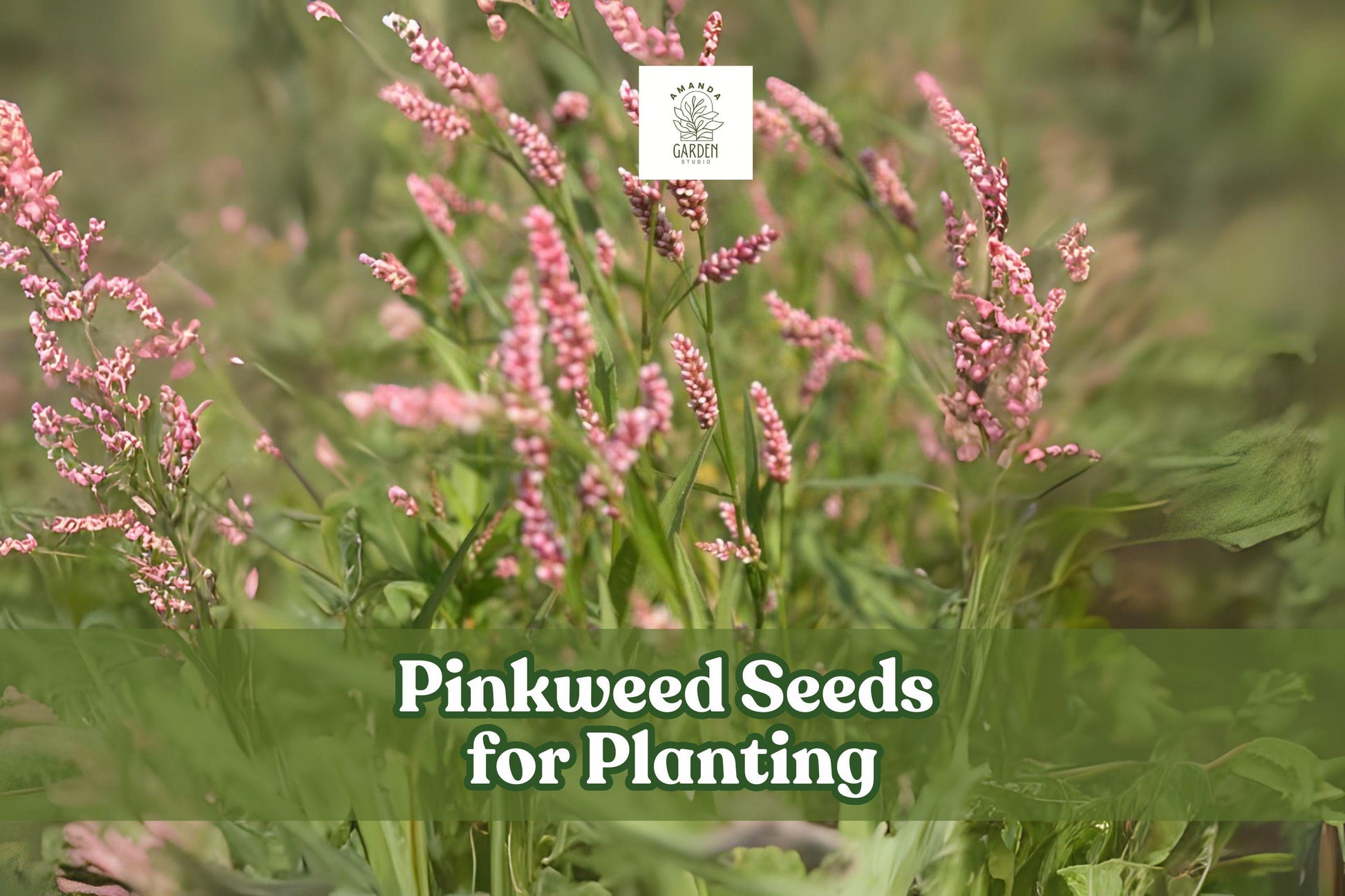 50 Pinkweed Seeds for Planting | Persicaria pensylvanica Wildflower with Pink Blooms | Ornamental Pollinator Garden Seed