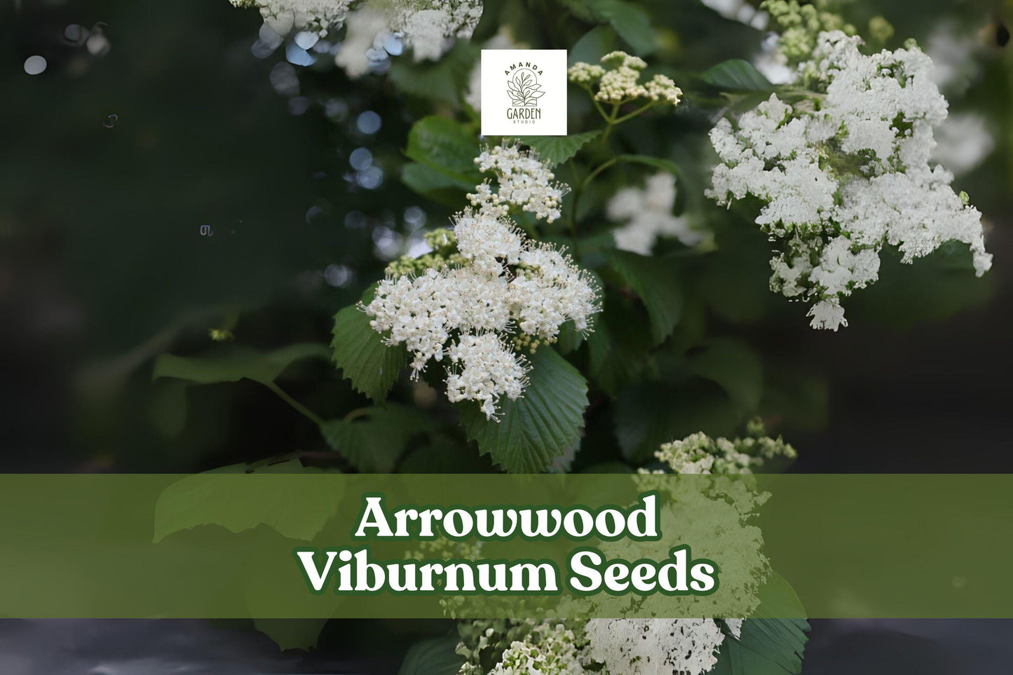 100 Arrowwood Viburnum Seeds – Viburnum dentatum Deciduous Shrub for Hedges, Borders, Wildlife Gardens