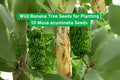 Wild Banana Tree Seeds | Musa acuminata | Tropical Ornamental Plant for Gardens & Containers