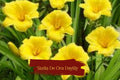Set of 5 Stella De Oro Daylily Bare Root Plants | Reblooming Yellow Perennial Flowers | Hardy, Drought-Tolerant, Low Maintenance