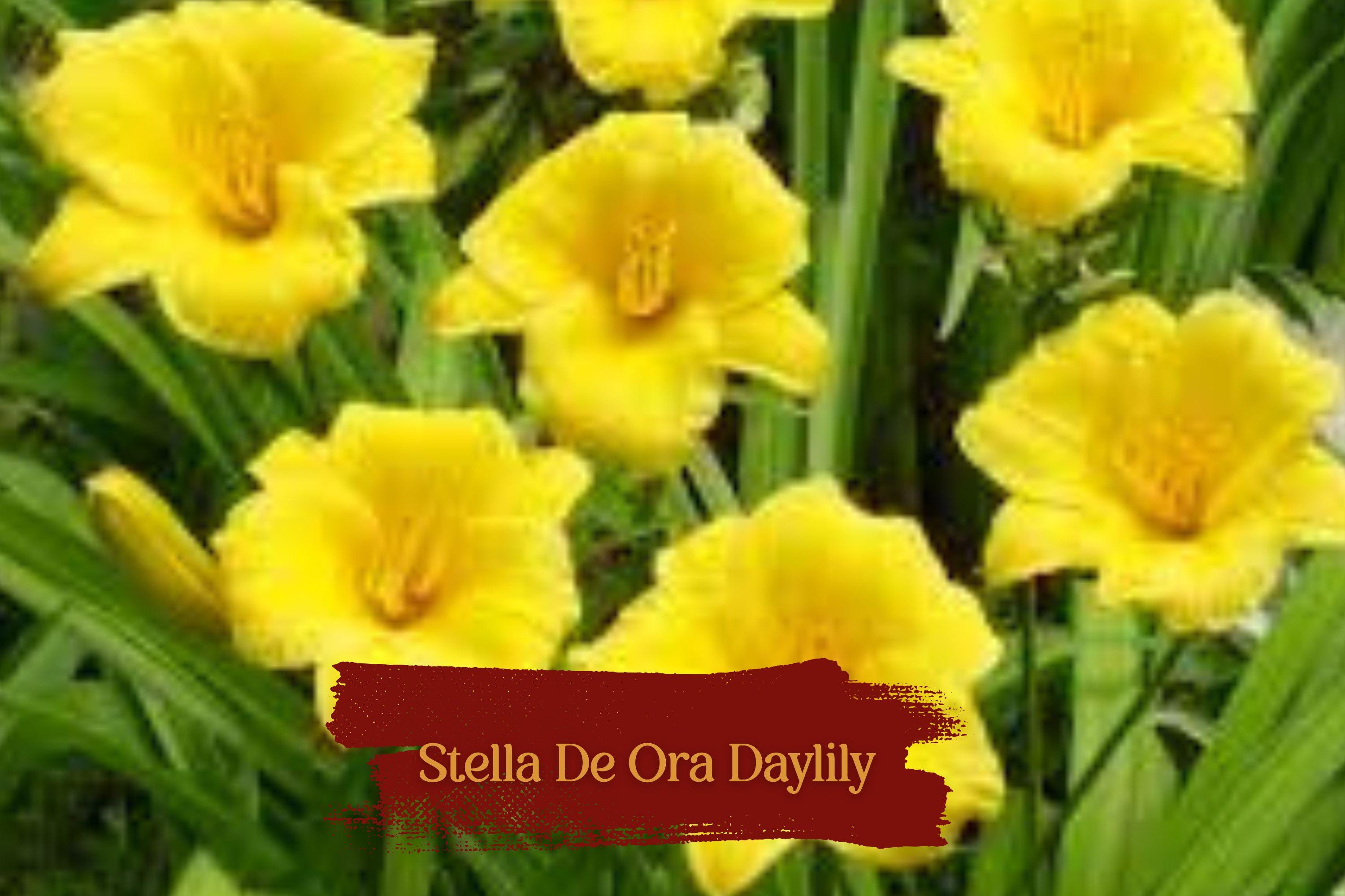 Set of 5 Stella De Oro Daylily Bare Root Plants | Reblooming Yellow Perennial Flowers | Hardy, Drought-Tolerant, Low Maintenance