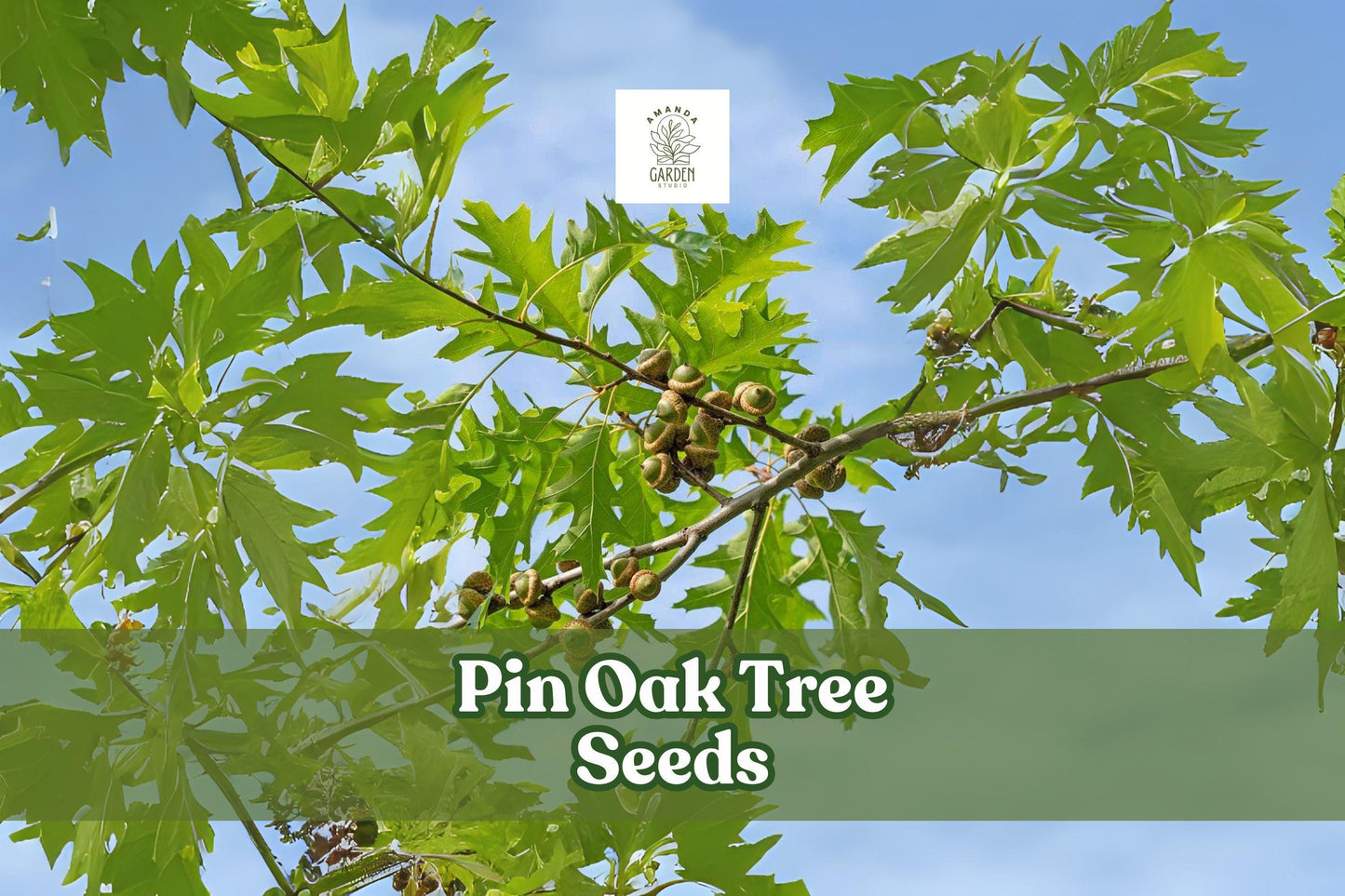 Pin Oak Tree Seeds – Quercus palustris – Fast Growing Shade Tree with Vibrant Fall Color for Landscaping and Gardens