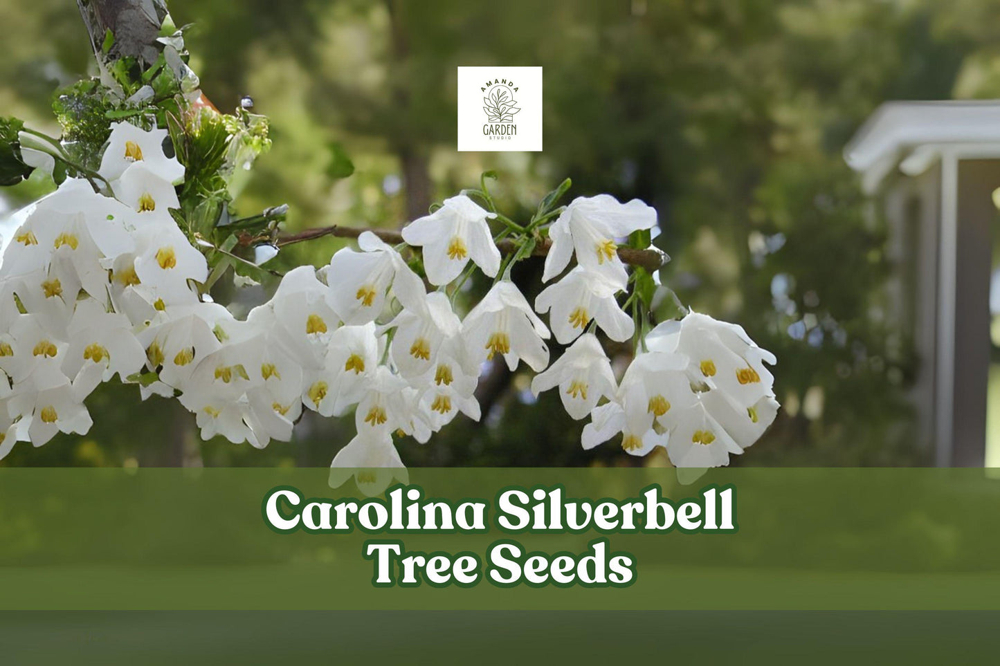 Carolina Silverbell Tree Seeds – Halesia carolina – White Bell-Shaped Flowers – Ornamental Native Tree for Gardens & Landscaping