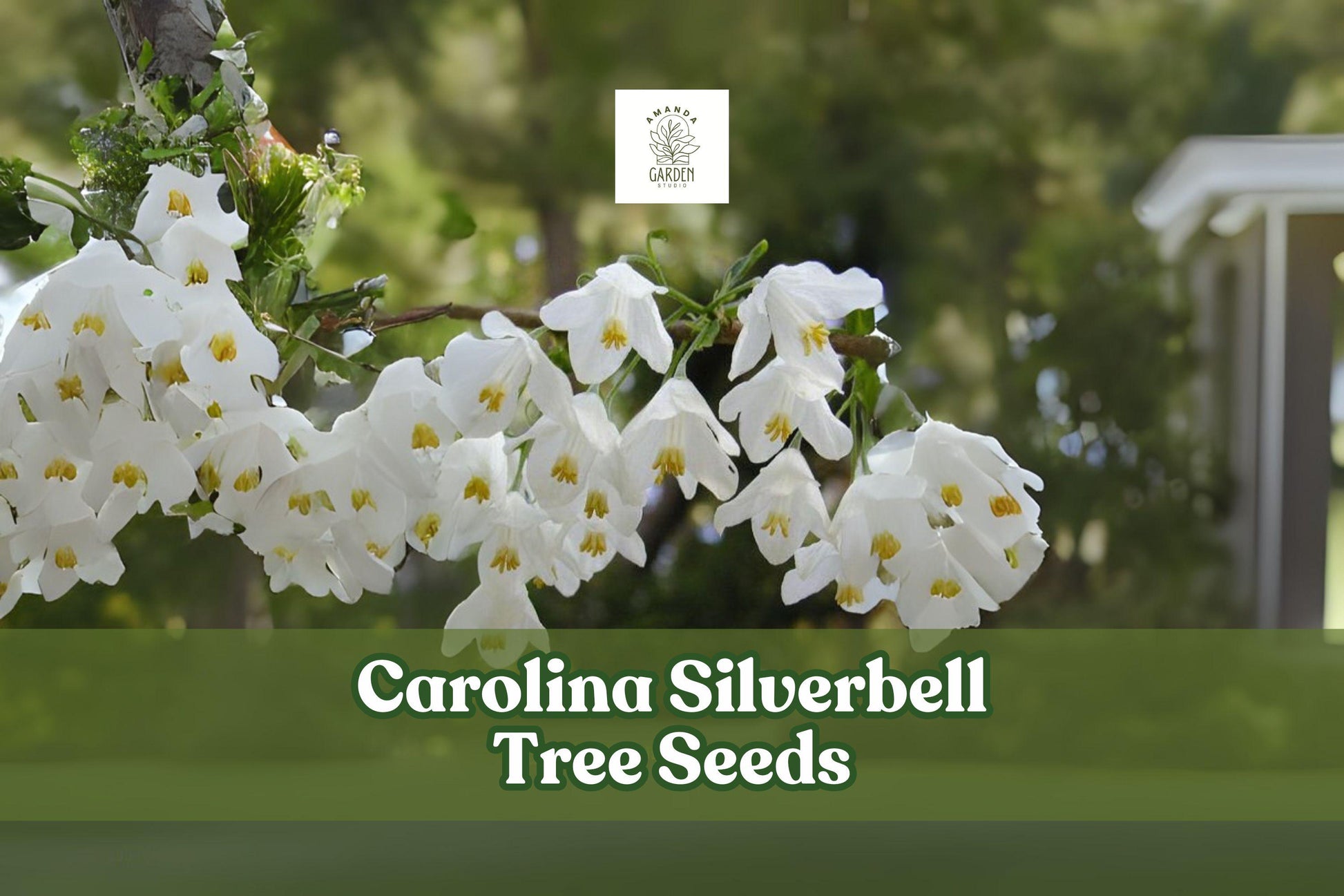 Carolina Silverbell Tree Seeds – Halesia carolina – White Bell-Shaped Flowers – Ornamental Native Tree for Gardens & Landscaping