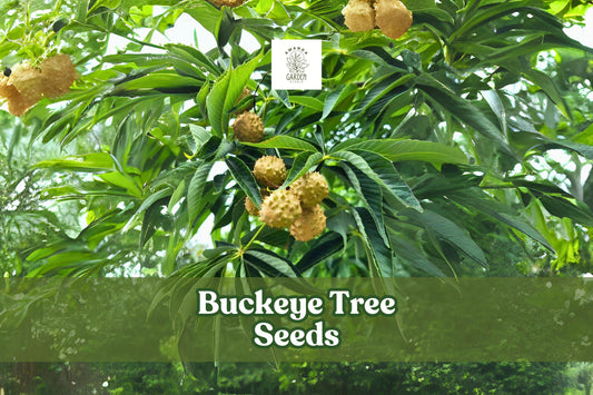 Ohio Buckeye Tree Seeds – Aesculus glabra – Native Deciduous Shade Tree for Landscaping and Gardens