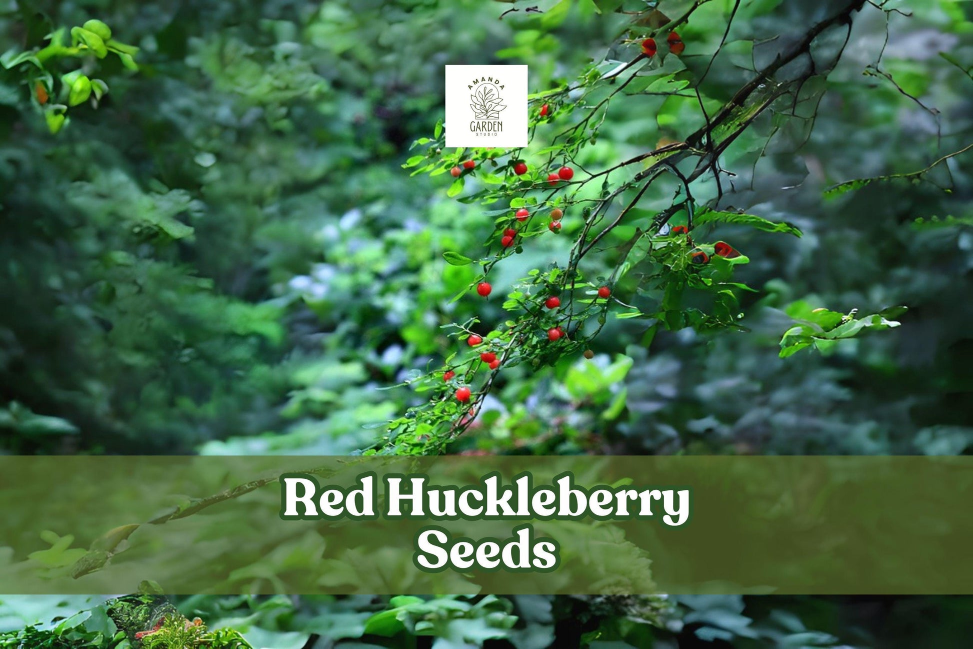 30 Red Huckleberry Seeds – Vaccinium parvifolium Edible Berries, Hardy Shrub for Gardens & Wildlife Landscaping