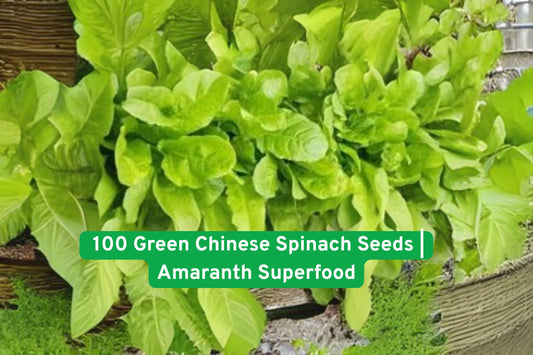 Green Chinese Spinach Seeds – Amaranth (Amaranthus tricolor) – Non-GMO, Fast-Growing Superfood for Salad, Stir Fry & Microgreens