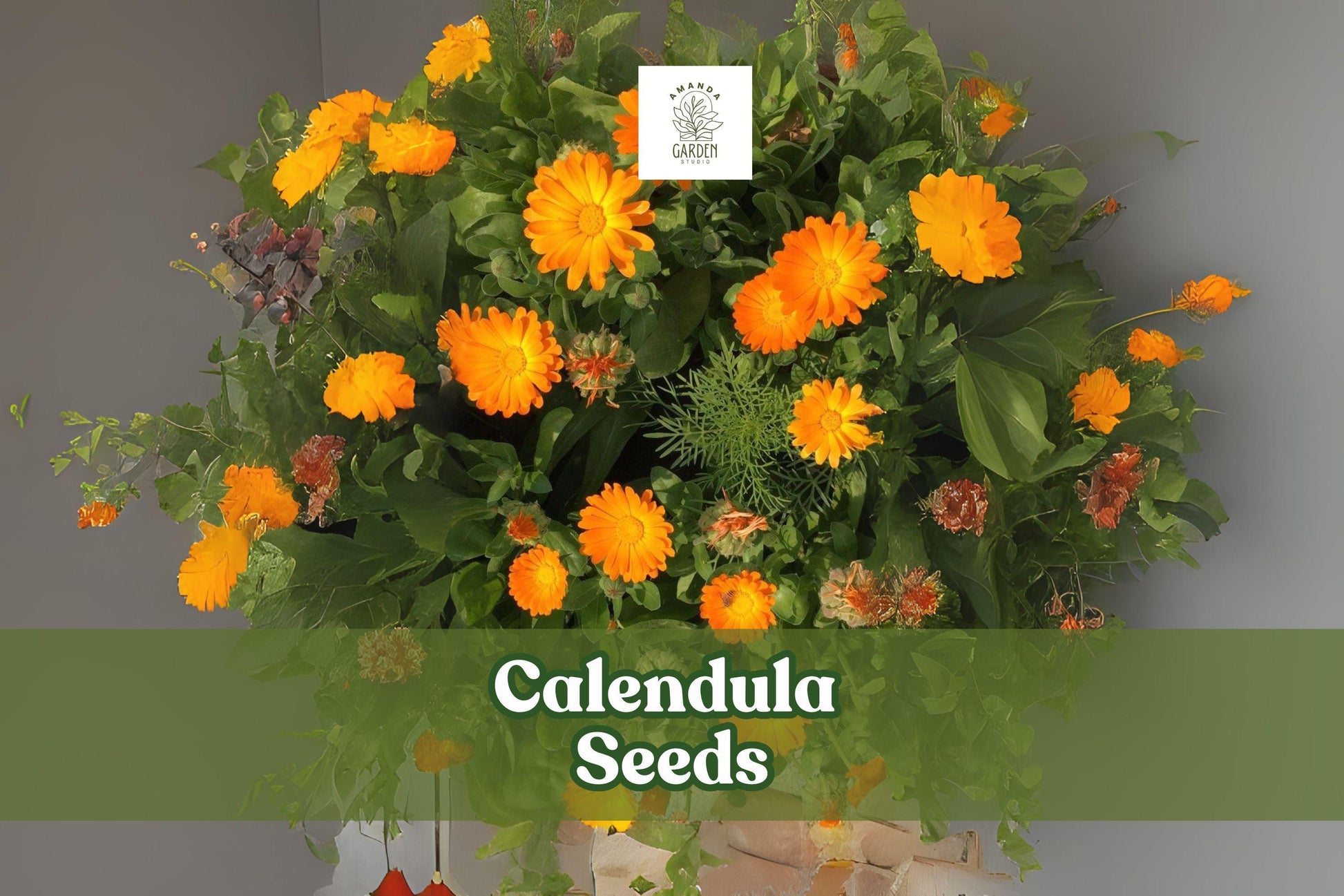250 Calendula Seeds – Pacific Beauty Mix, Ornamental Flower Seeds for Gardens & Containers, Calendula officinalis, Colorful Blooming Annual