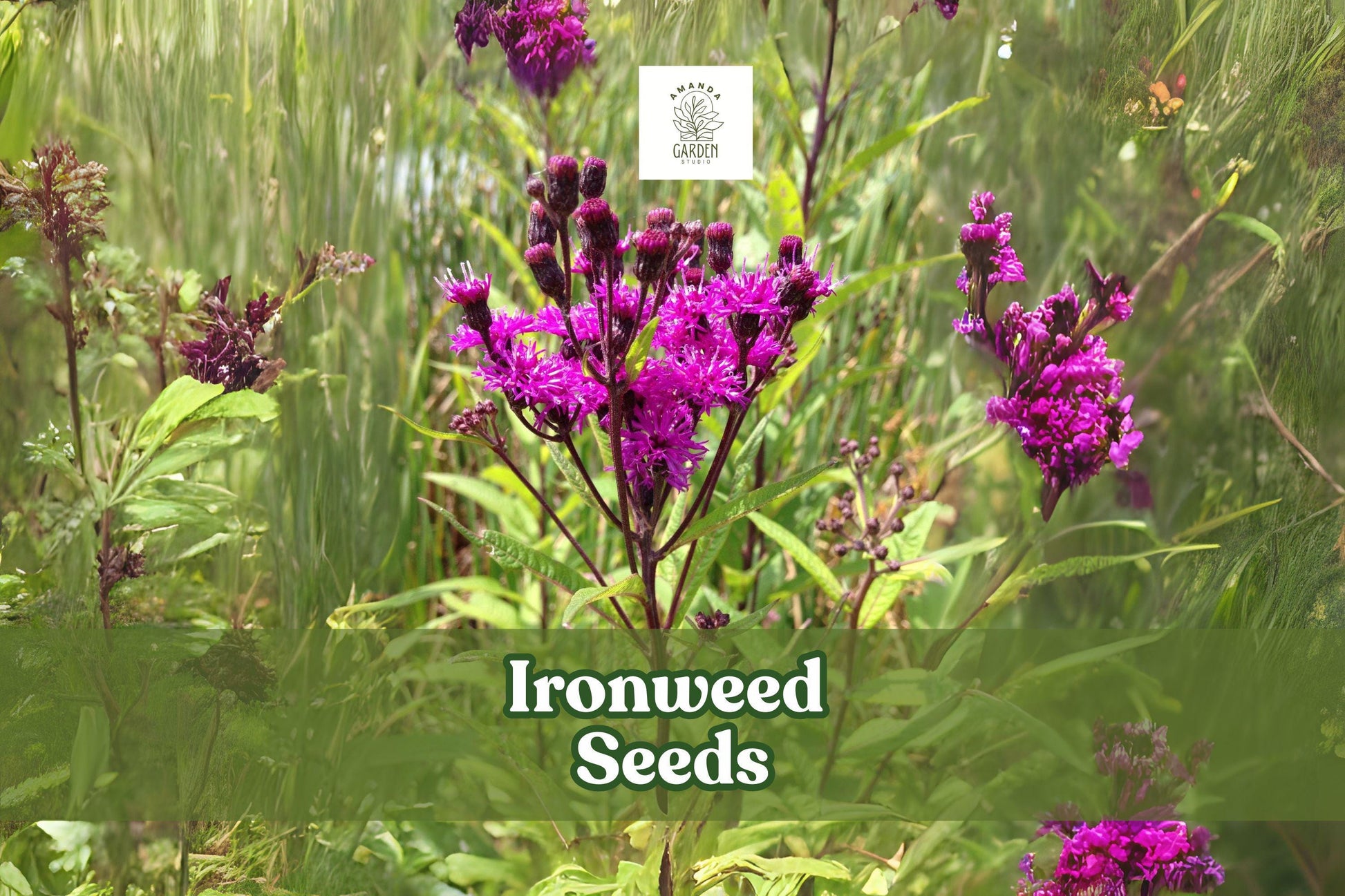 100 Ironweed Seeds Vernonia gigantea Tall Native Wildflower Seeds Pollinator-Friendly Garden Plant