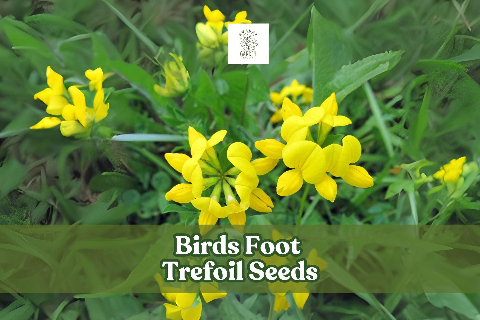 Birds Foot Trefoil Seeds – 500 Pack – Yellow Wildflower Groundcover – Perennial Pollinator Plant – Lotus corniculatus