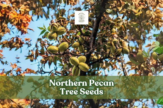 Northern Pecan Tree Seeds – Carya illinoinensis – Nut-Bearing, Shade, Hardy Deciduous Tree for Planting, Growing & Landscaping