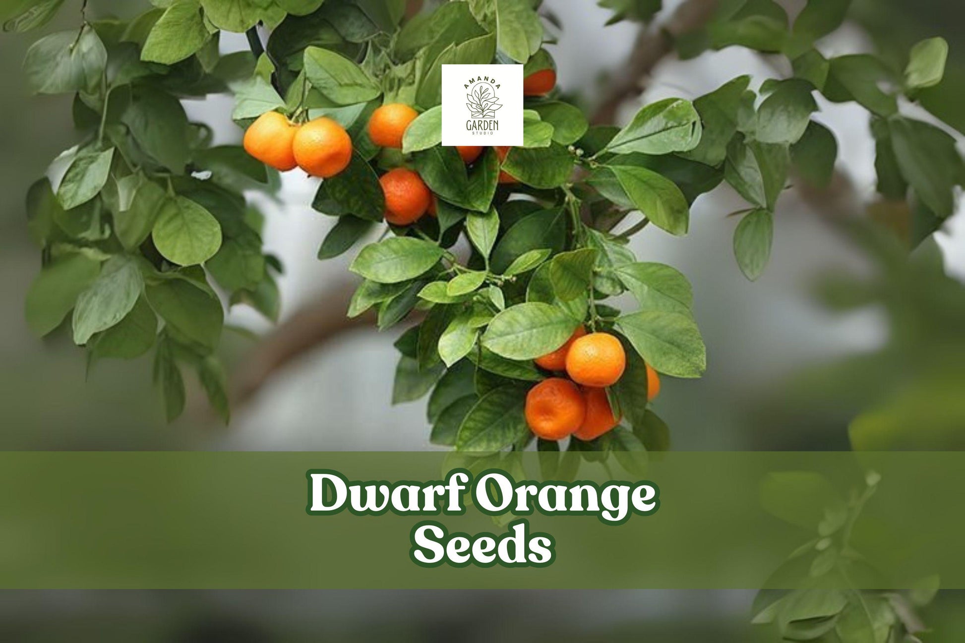 Dwarf Orange Seeds, Cold Hardy Citrus Tree, Miniature Fruit Tree, Poncirus trifoliata, 10 Seeds