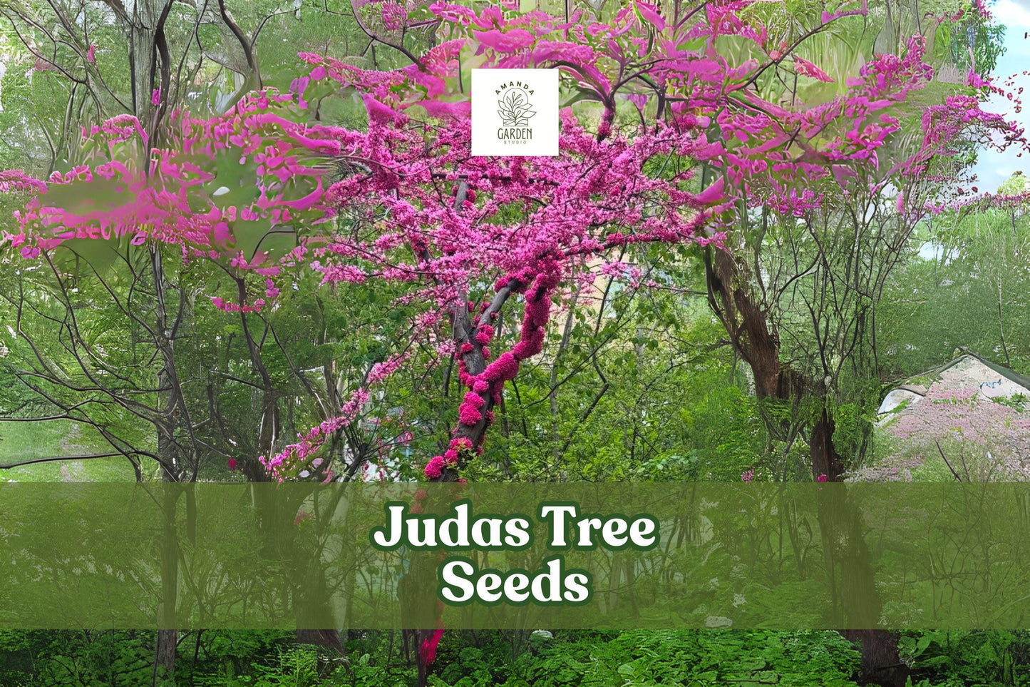 20 Judas Tree Seeds – Cercis siliquastrum Ornamental Flowering Tree for Garden & Bonsai