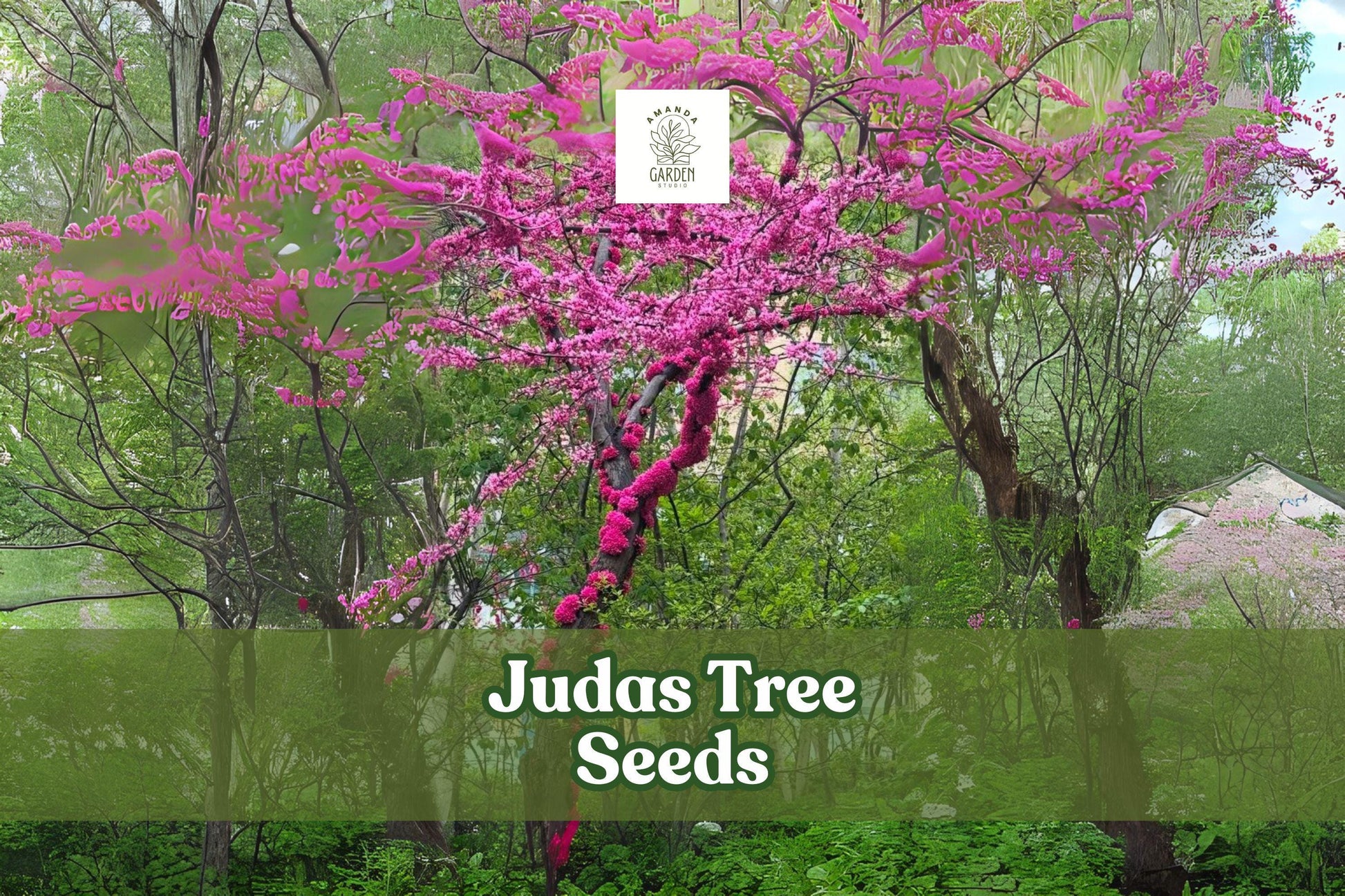 20 Judas Tree Seeds – Cercis siliquastrum Ornamental Flowering Tree for Garden & Bonsai
