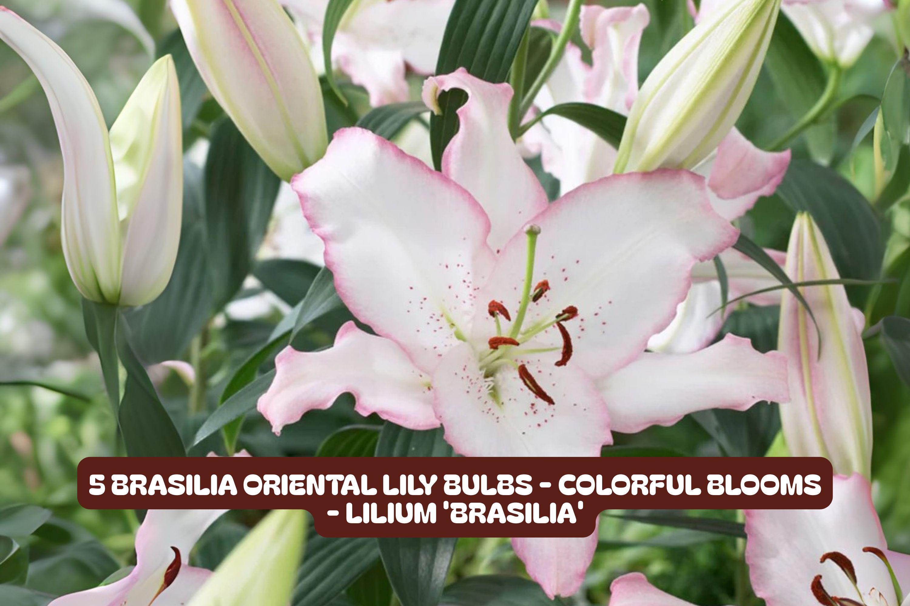 Brasilia Oriental Lily Bulbs - Fragrant, Vibrant Blooms, Lilium orientalis 'Brasilia' - Garden, Container, Cut Flower