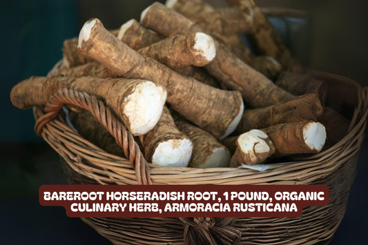 Organic Horseradish Root Bareroot 1 Pound Armoracia rusticana Culinary Herb