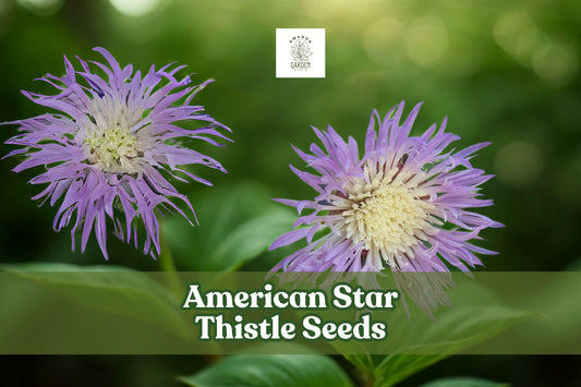 American Star Thistle Seeds – Centaurea americana – Wildflower, Fragrant Purple Blooms, Pollinator Friendly, Annual Seed Pack