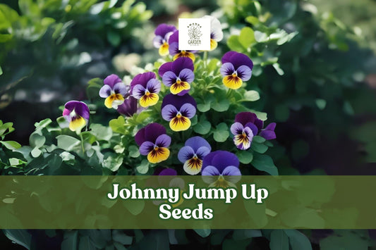 Johnny Jump Up Seeds – Viola tricolor Pansy Flowers, Multicolor Blooms for Gardens, Containers & Borders, Pollinator Friendly
