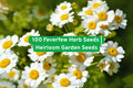 Feverfew Herb Seeds – Perennial White Daisy-Like Flowers, Pollinator Friendly, Non-GMO, 100+ Seeds for Gardens and Borders