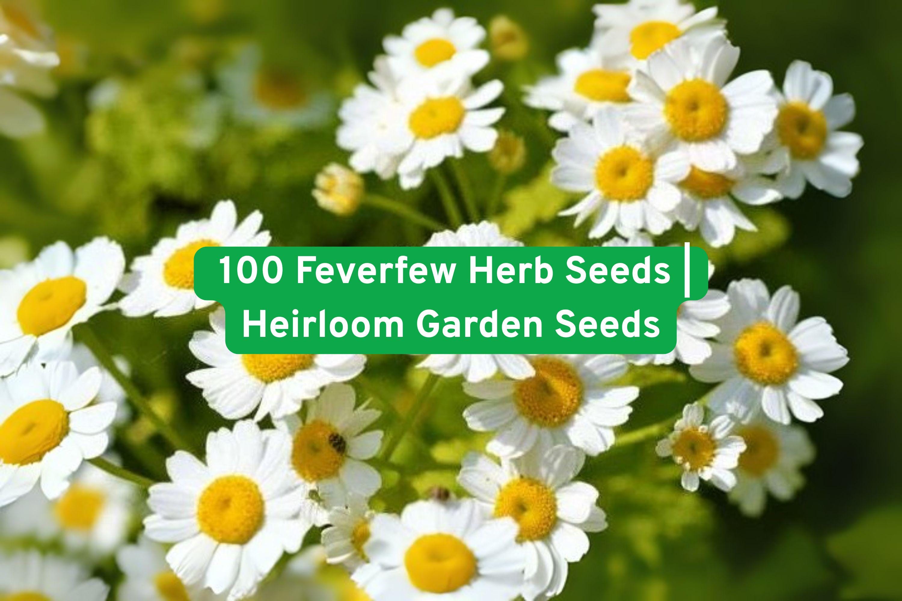 Feverfew Herb Seeds – Perennial White Daisy-Like Flowers, Pollinator Friendly, Non-GMO, 100+ Seeds for Gardens and Borders