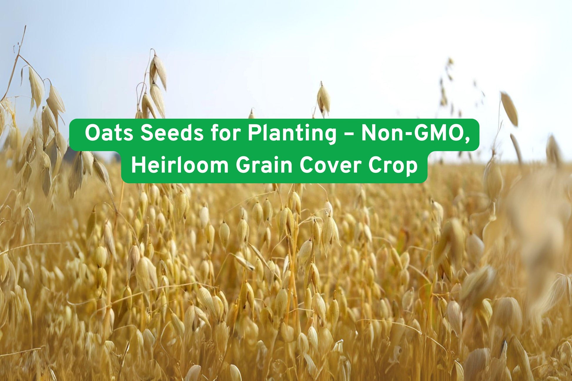 Non-GMO Heirloom Oats Seeds for Grain, Cover Crop & Fodder – Avena sativa