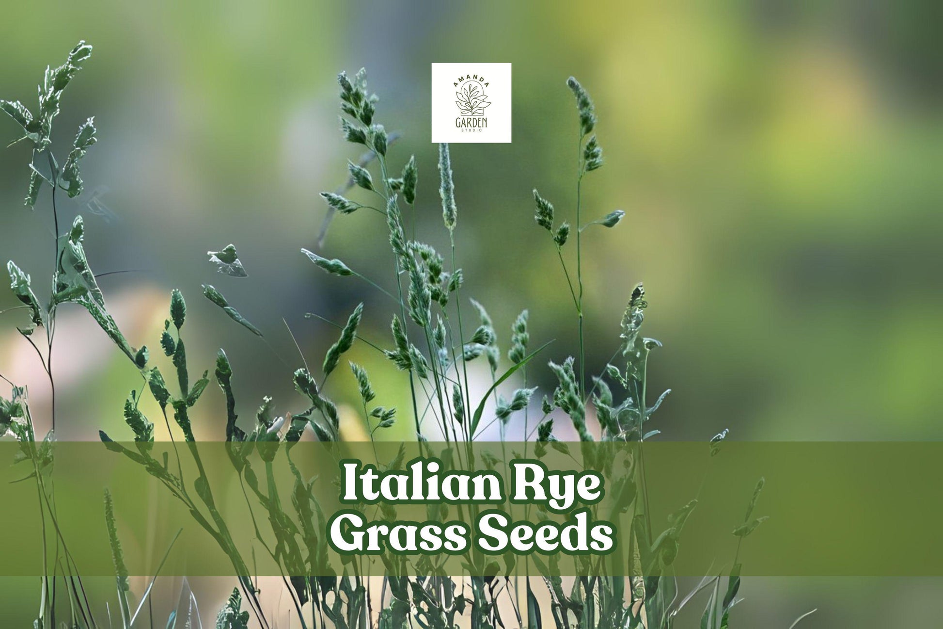 500 Italian Rye Grass Seeds – Lolium multiflorum – Fast-Growing Cover Crop & Lawn Grass for Erosion Control & Forage